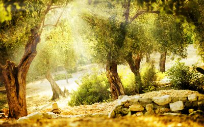 Mediterranes Gold – Olivenöl in der Geschichte