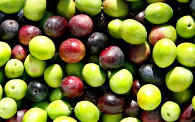 Diese 5 Inhaltsstoffe machen Olivenöl nativ extra so gesund