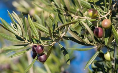 So wird aus der Olive das Olivenöl